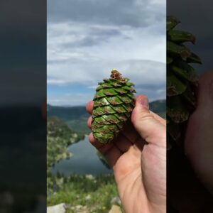 How to Make Pine Cone Syrup