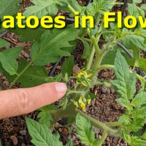 Excitement in the February Garden at Deep South Texas