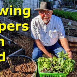 Peppers from Seed to Garden at Deep South Texas