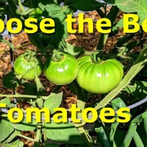 Choosing the Best Tomato Varieties to Grow