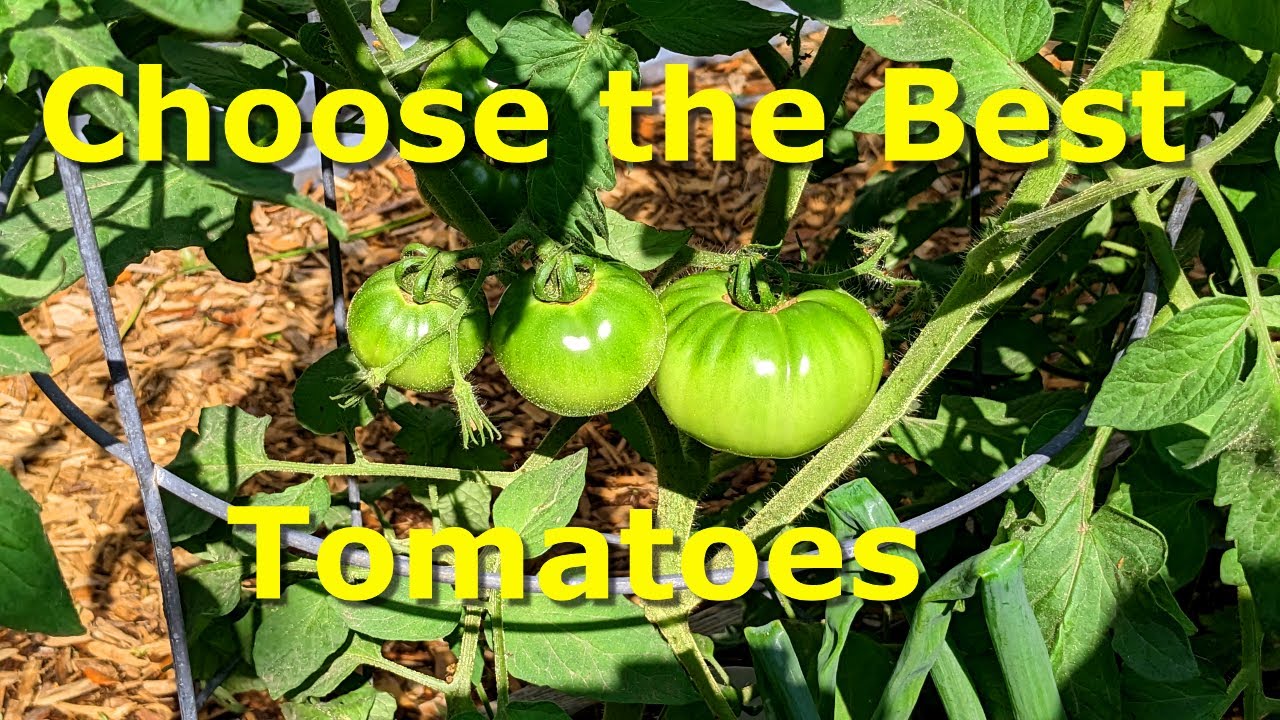 Choosing the Best Tomato Varieties to Grow